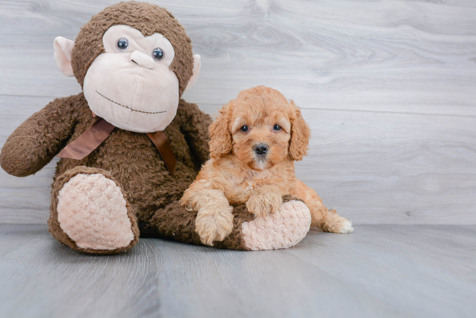 Little Golden Retriever Poodle Mix Puppy