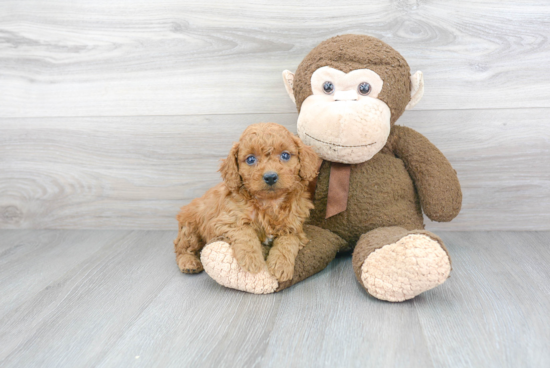 Smart Mini Goldendoodle Poodle Mix Pup