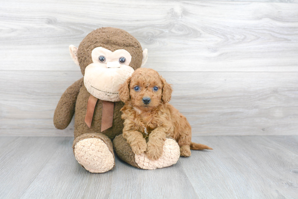 Mini Goldendoodle Puppy for Adoption