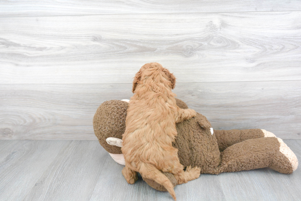 Best Mini Goldendoodle Baby