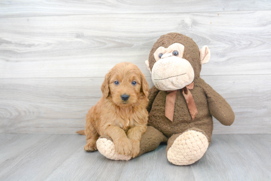 Fluffy Mini Goldendoodle Poodle Mix Pup