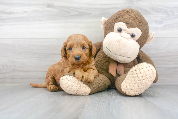 Mini Goldendoodle Puppy for Adoption