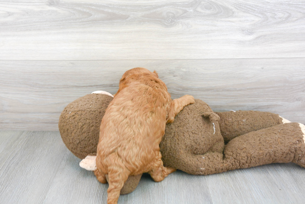 Fluffy Mini Goldendoodle Poodle Mix Pup