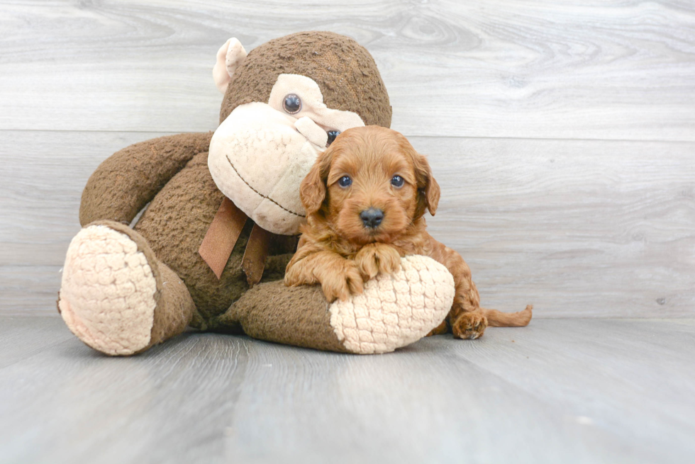 Popular Mini Goldendoodle Poodle Mix Pup