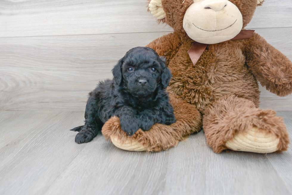 Funny Mini Goldendoodle Poodle Mix Pup