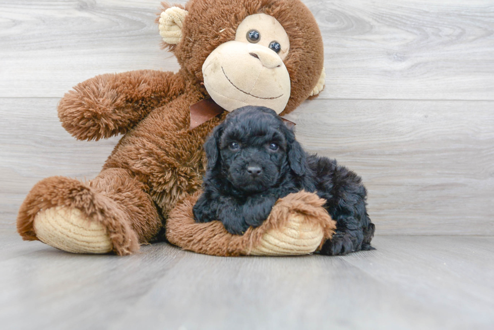 Friendly Mini Goldendoodle Baby