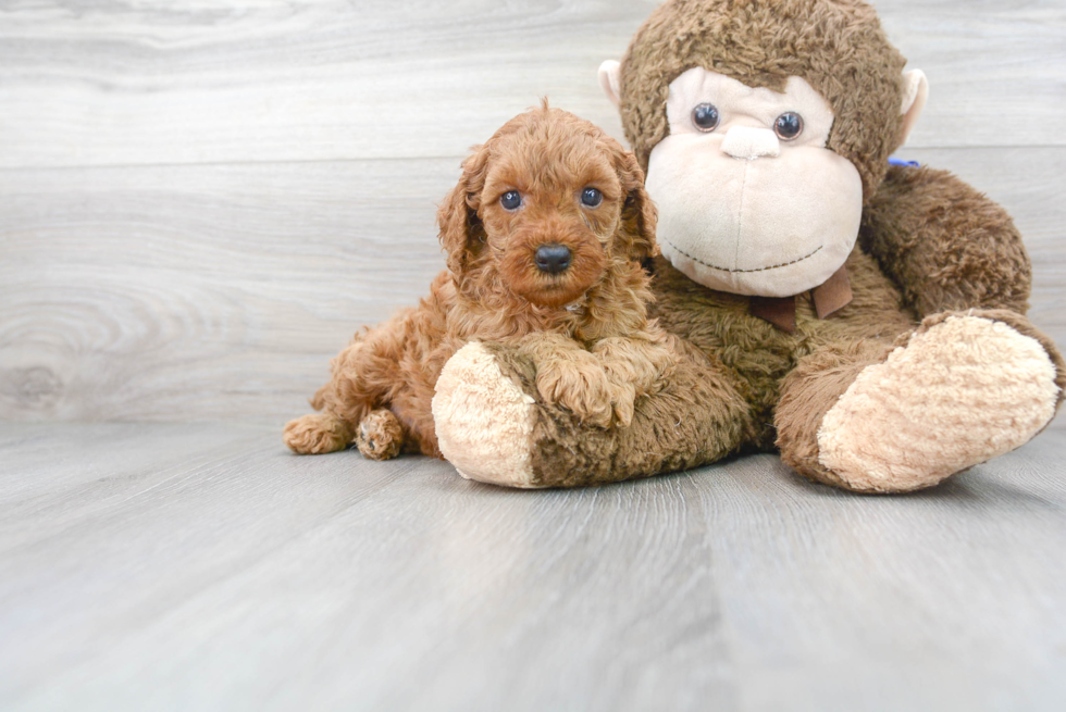 Best Mini Goldendoodle Baby