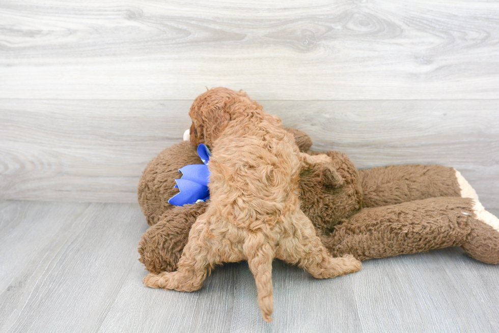Mini Goldendoodle Pup Being Cute