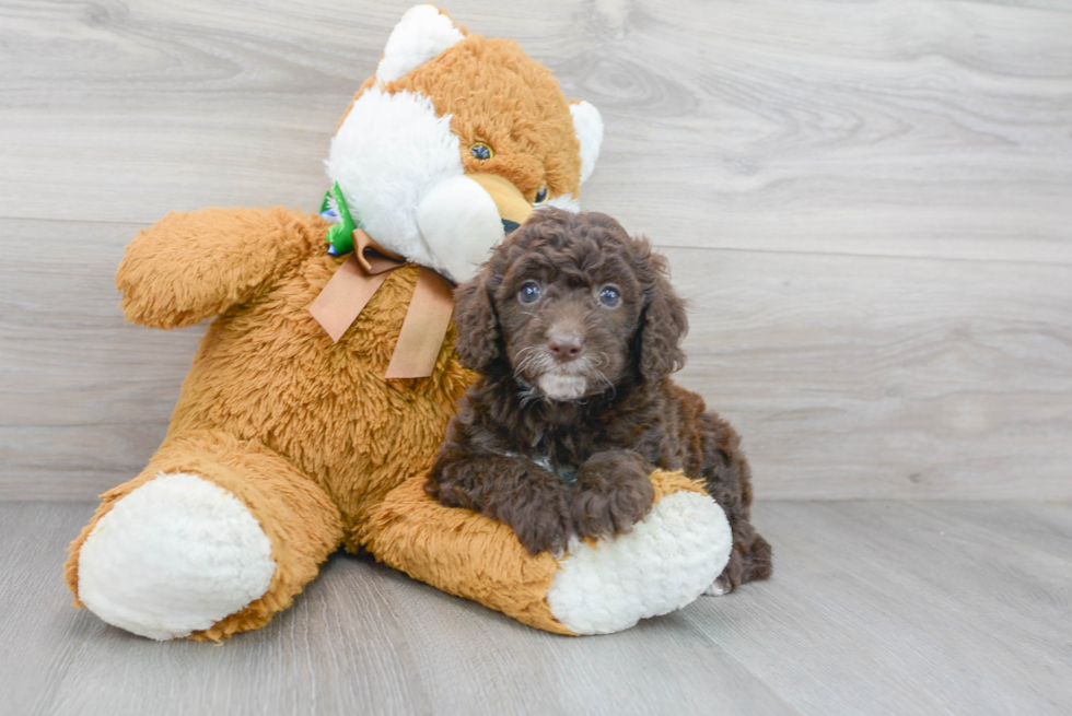 Little Golden Retriever Poodle Mix Puppy