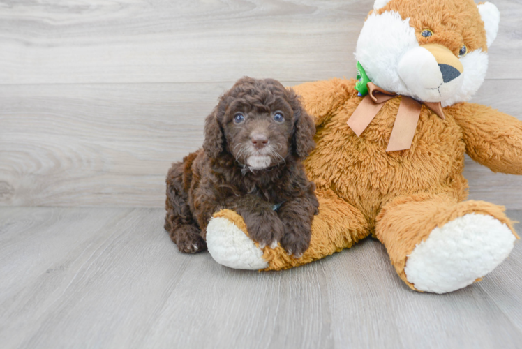 Petite Mini Goldendoodle Poodle Mix Pup