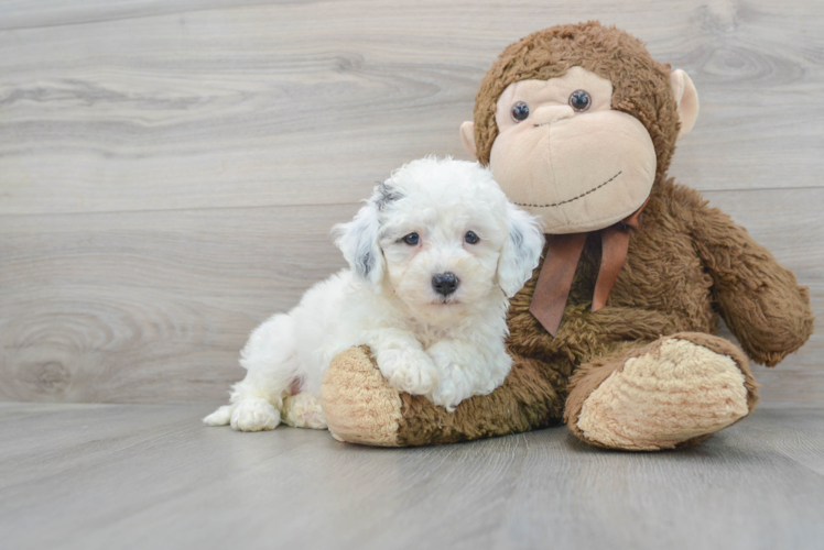 Hypoallergenic Golden Retriever Poodle Mix Puppy