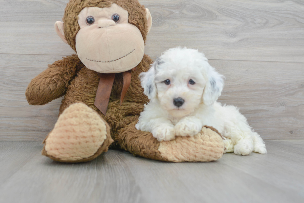 Smart Mini Goldendoodle Poodle Mix Pup