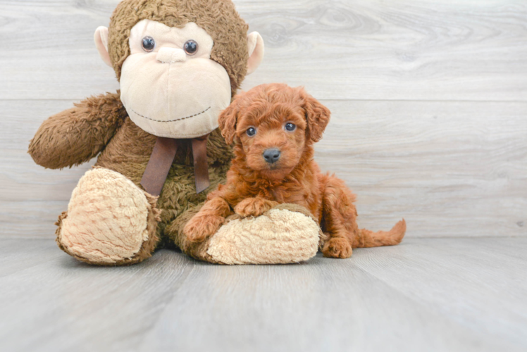 Best Mini Goldendoodle Baby