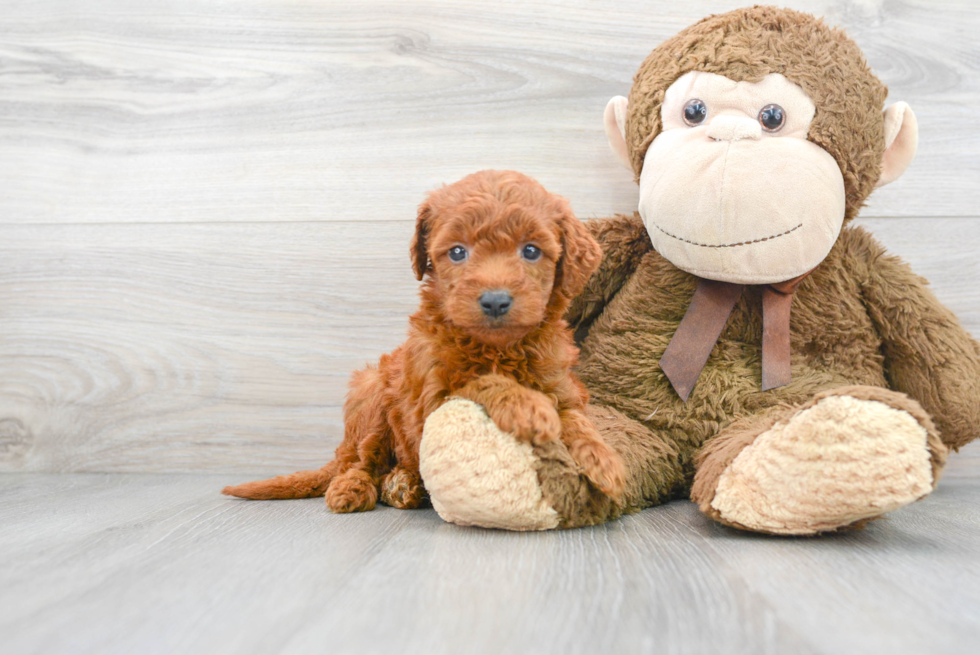 Best Mini Goldendoodle Baby