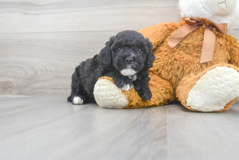 Friendly Mini Goldendoodle Baby