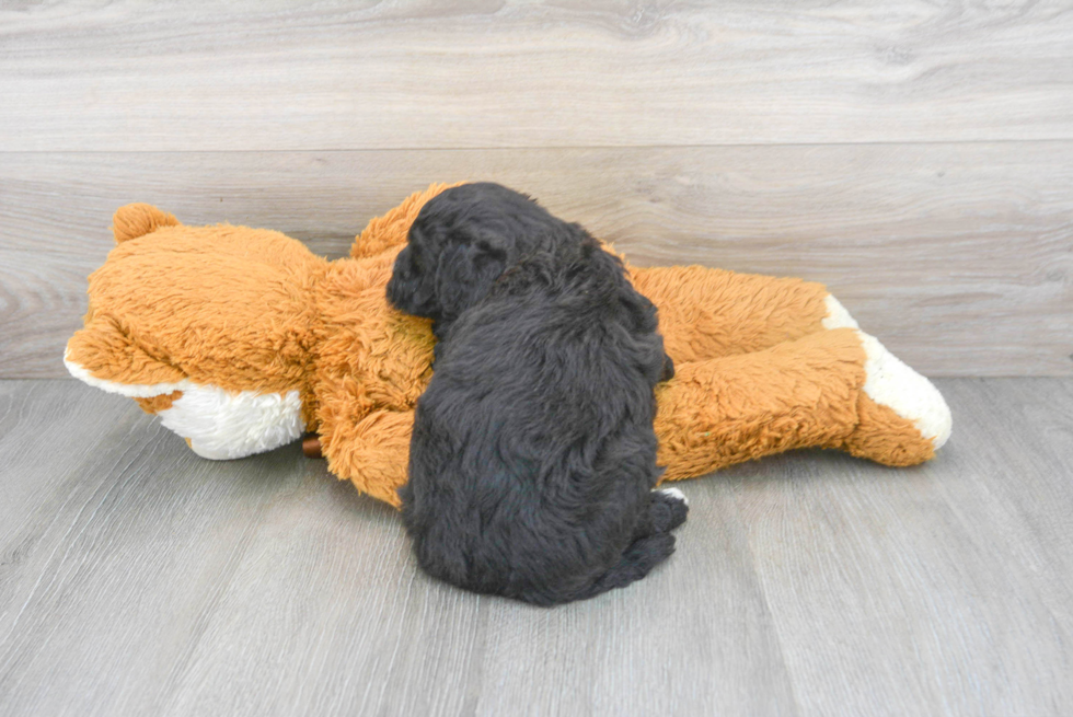 Mini Goldendoodle Pup Being Cute