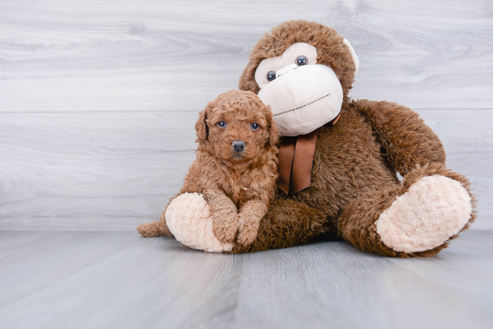 Little Golden Retriever Poodle Mix Puppy