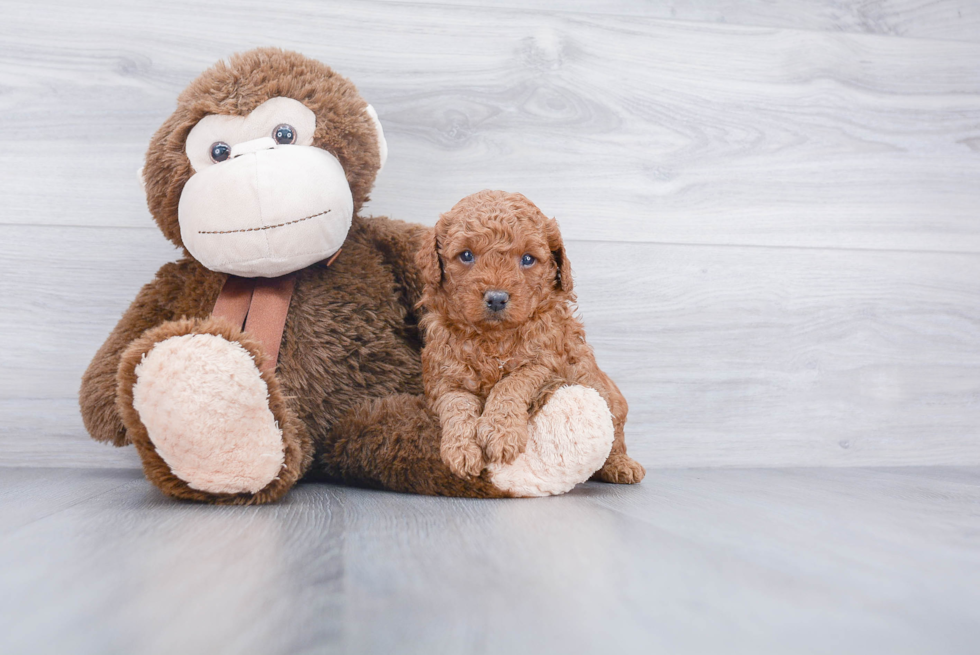 Mini Goldendoodle Puppy for Adoption