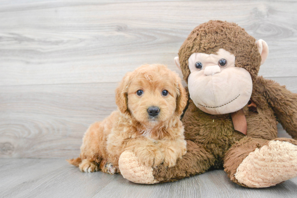 Smart Mini Goldendoodle Poodle Mix Pup