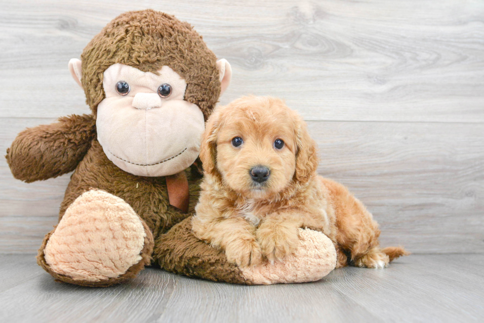 Little Golden Retriever Poodle Mix Puppy