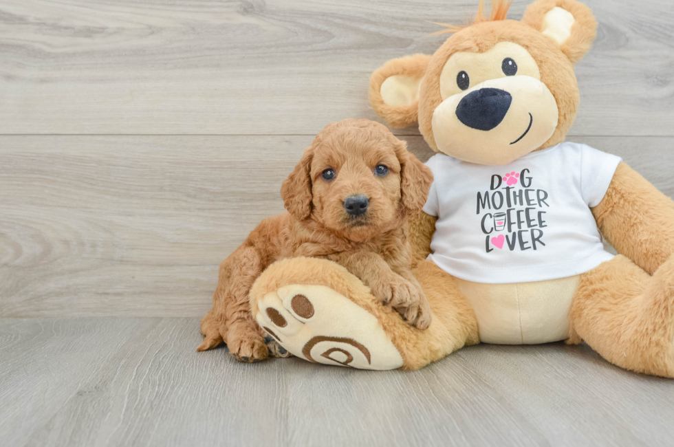 5 week old Mini Goldendoodle Puppy For Sale - Premier Pups