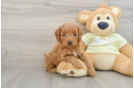 Best Mini Goldendoodle Baby