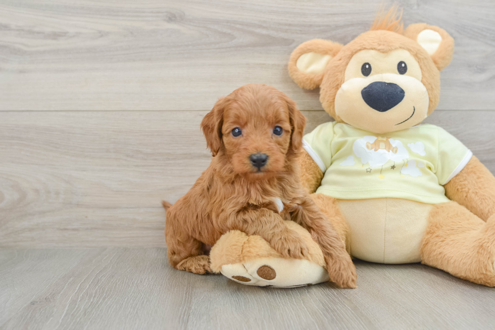 Best Mini Goldendoodle Baby