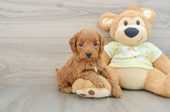 Best Mini Goldendoodle Baby