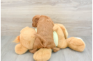 Adorable Golden Retriever Poodle Mix Poodle Mix Puppy