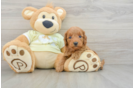 Friendly Mini Goldendoodle Baby