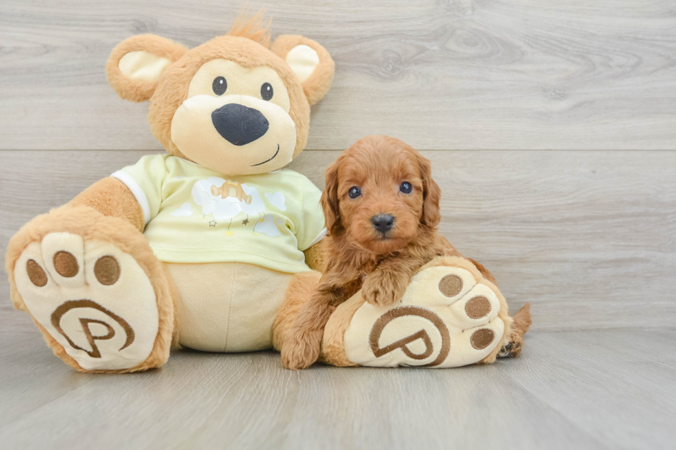 Friendly Mini Goldendoodle Baby
