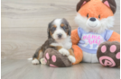 Petite Mini Goldendoodle Poodle Mix Pup