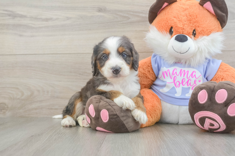 Petite Mini Goldendoodle Poodle Mix Pup