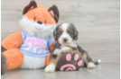 Best Mini Goldendoodle Baby