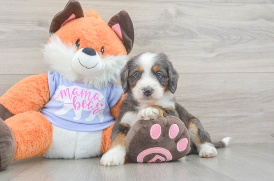 Best Mini Goldendoodle Baby