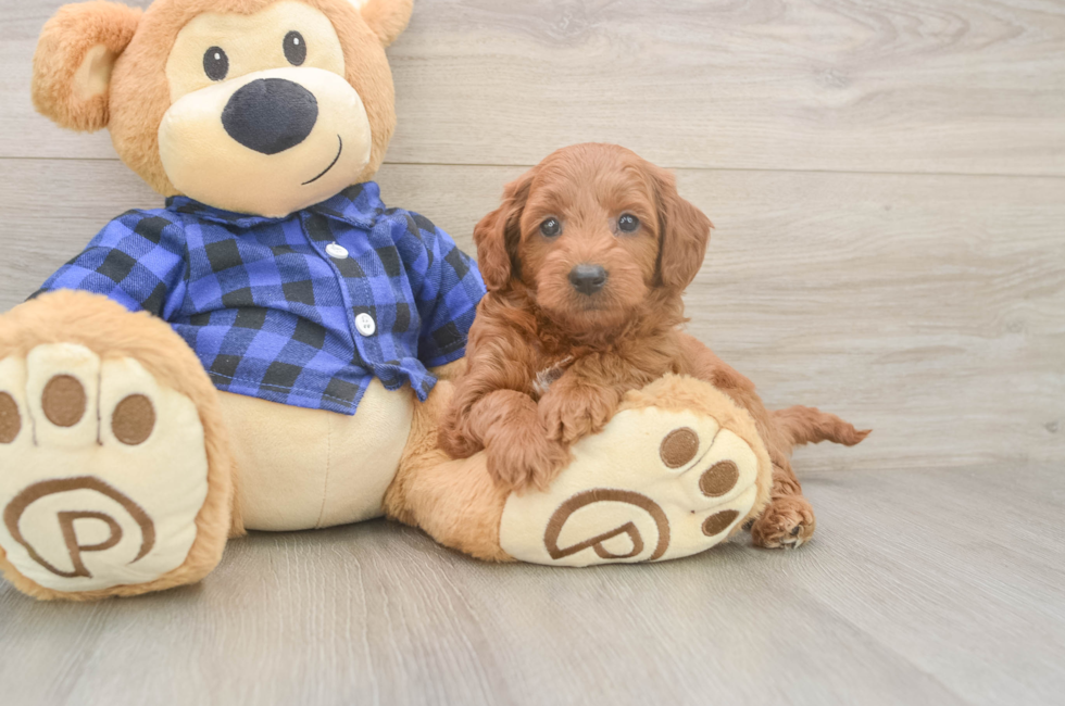 6 week old Mini Goldendoodle Puppy For Sale - Premier Pups