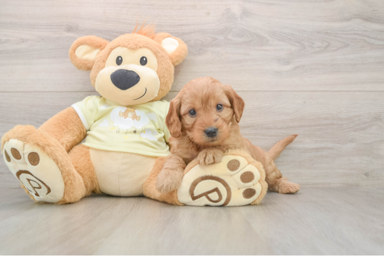 Friendly Mini Goldendoodle Baby