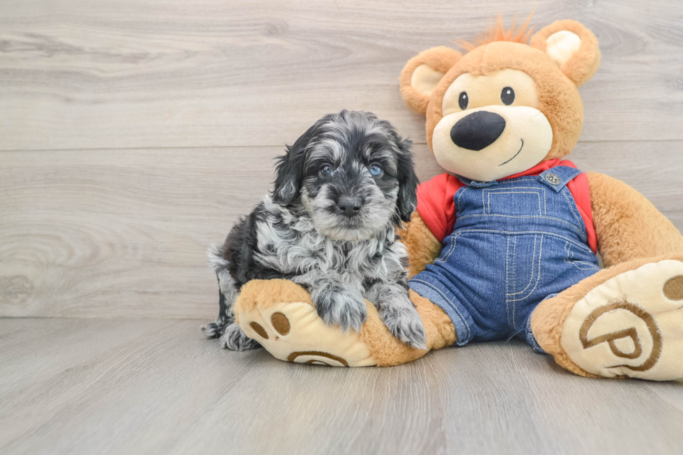 Mini Goldendoodle Pup Being Cute