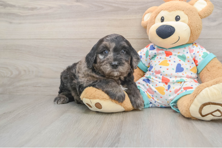 Little Mini Goldenpoo Poodle Mix Puppy