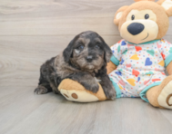 8 week old Mini Goldendoodle Puppy For Sale - Premier Pups