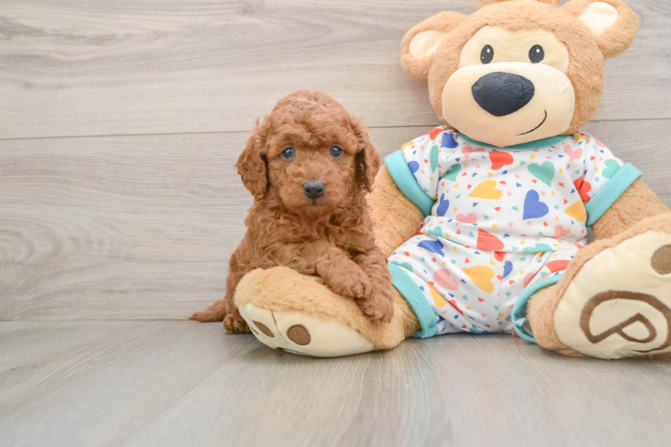 Mini Goldendoodle Pup Being Cute
