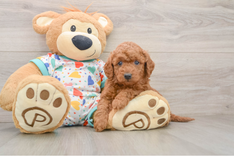 Mini Goldendoodle Puppy for Adoption