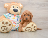 6 week old Mini Goldendoodle Puppy For Sale - Premier Pups