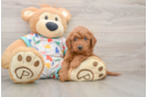 Mini Goldendoodle Puppy for Adoption