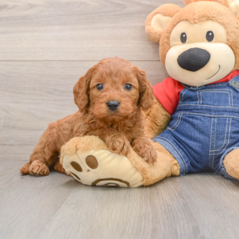Hypoallergenic Mini Goldiepoo Poodle Mix Puppy