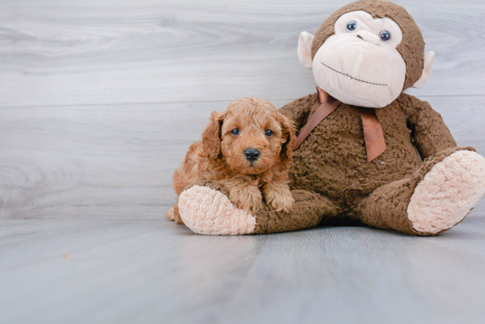 Best Mini Goldendoodle Baby