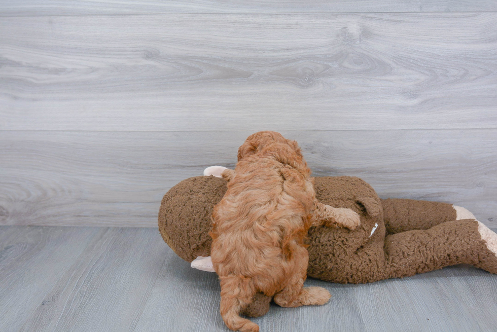 Sweet Mini Goldendoodle Baby