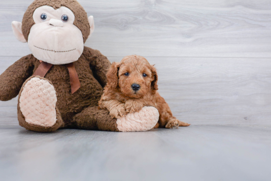 Mini Goldendoodle Pup Being Cute