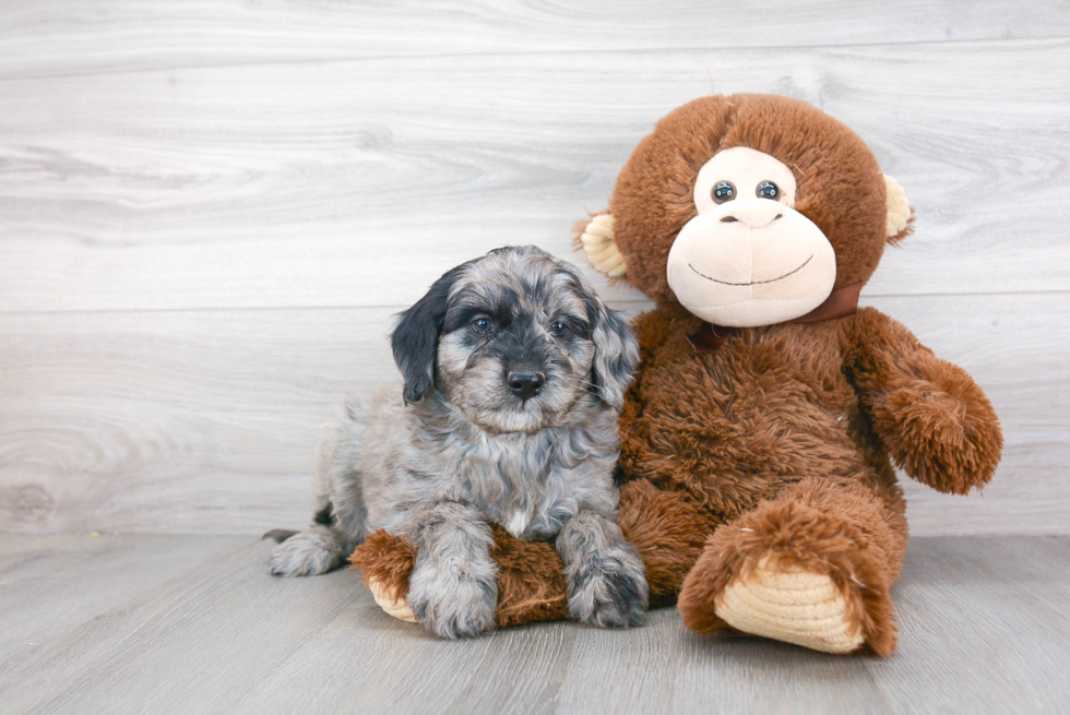 Mini Goldendoodle Puppy for Adoption