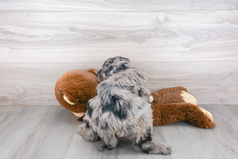 Mini Goldendoodle Pup Being Cute